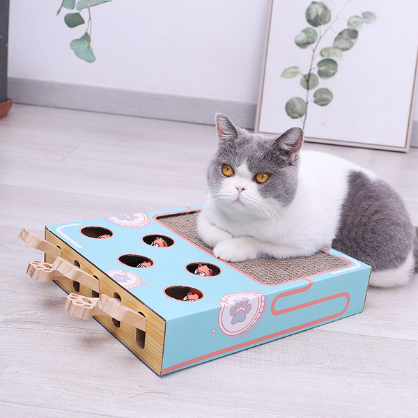 Cat Joy