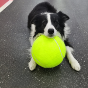 WoofBall thumbnail 1
