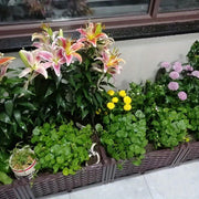 Multifunctional Planting Box – Grow Veggies & Herbs Easily thumbnail 5